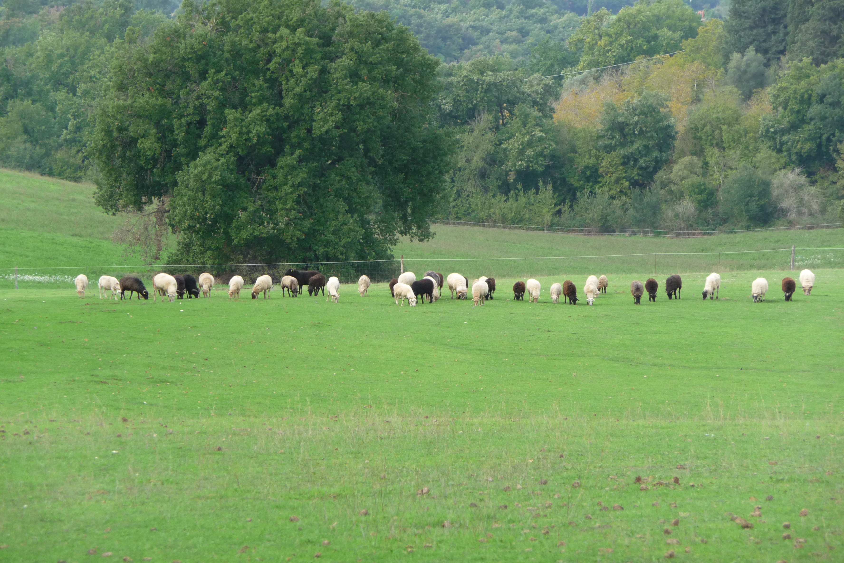 Vallate della Bassa Umbria